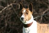 BASENJI 118